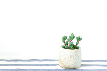 Wall Mural - Mini Crassula Succulent Flowering Plants Indoor Houseplant Pot on Table Top White Background