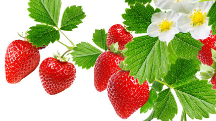 Wall Mural - garden red strawberry on white