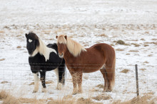 Two Icelandic Horses In A Snowy Pasture With Winter Coats