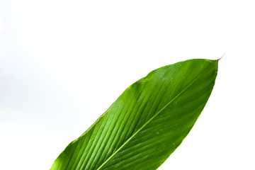 Poster - Leaf Amomum biflorum Jack. Close up