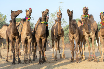 Wall Mural - Camels in desert Thar during Pushkar Camel Fair, Rajasthan, India