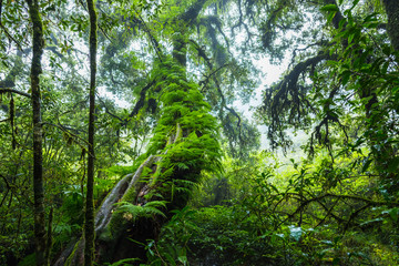  Fern, moss on tree plant in tropical rain forest