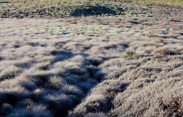 Canvas Print - Frozen meadow