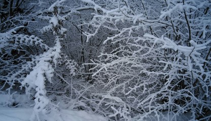 frost on the window