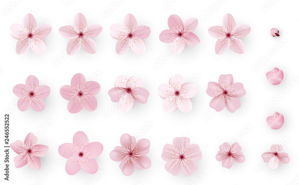 Realistic sakura or cherry blossom; Japanese Spring Flower Sakura; Pink Cherry Flower. - obrazy, fototapety, plakaty 