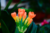 Fototapeta Tulipany - Beautiful bright orange flowers of Clivia