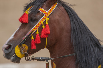  horse animal head