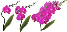 Isolated Three Large Purple Orchid Stems