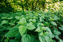 Twigs Of Wild Plant Nettle Or Stinging Nettle Or Urtica Dioica In Meadow