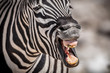 Lachendes Zebra mit schlechten Zähnen
