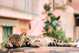 Fototapeta Kuchnia - Peaceful Gray Tabby Cat Male Kitten Sleeping On Roof Of Car