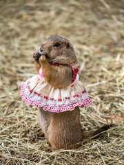 Wall Mural - Prairie dog cute pet.