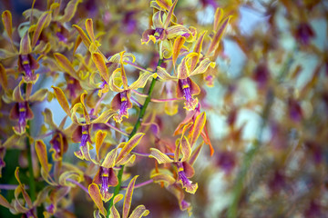 Poster - Orchids are blooming for background.