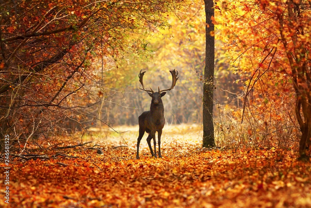 fallow deer stag in beautiful autumn forest - obrazy, fototapety, plakaty 
