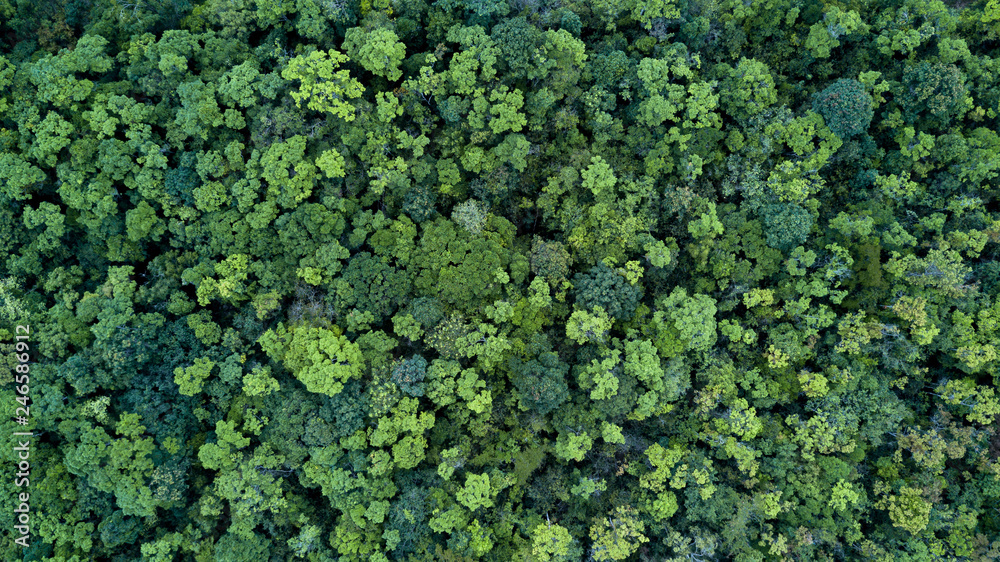 Forest and tree landscape texture abstract background, Aerial top view forest atmosphere area, Texture of forest view from above, Ecosystem and healthy ecology environment concepts. - obrazy, fototapety, plakaty 