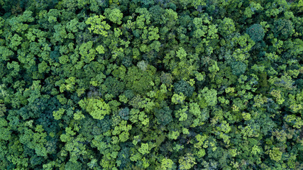 forest and tree landscape texture abstract background, aerial top view forest atmosphere area, textu