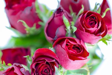 Closeup beautiful fresh red roses and green leaf with white background and overexposed light in top view