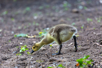 Young canadian goose