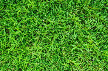 Green grass texture for background. Green lawn pattern and texture background. Close-up.