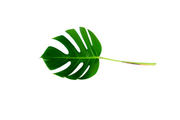 Wall Mural - Monstera green leaf isolated on white background with clipping path for summer and spring design element.