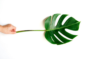 Wall Mural - Human hand holding Tropical Monstera palm leaf isolated on white background with clipping path.