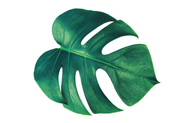 Wall Mural - Monstera leaf isolated on white background with clipping path.