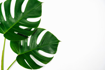 Wall Mural - Monstera green leaf isolated on white background in flat lay style and top view.