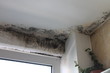 © Sarah - Mold in house on wall edges dangerous disgusting fungus