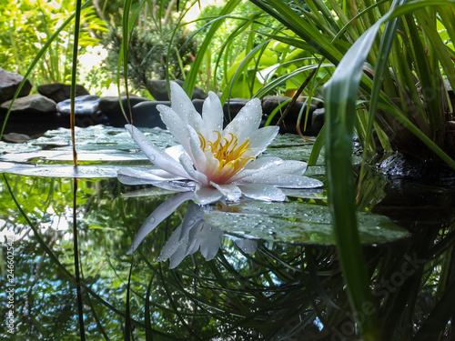 Cuadros en Lienzo Magic close-up of white water lily or lotus flower Marliacea Rosea reflected in pond water mirror