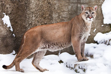Strong Body Of A Big Cat Cougar In Profile, Against A Background Of Rocks And Snow, View Of The Beast From The Side.