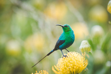 close up image of a brightly coloured male malachite sunbird sitting on a bright yellow pincushion p
