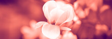 Duotone Effect Coral And Ultraviolet For Toning Photos With Flowers. Concept