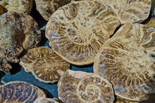Halved And Polished Ammonite Fossils For Sale As Souvenirs