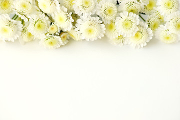 Wall Mural - Delicate flowers on a white background. Macro. Design of chrysanthemum flowers on a white background. Flowers in spring and summer.