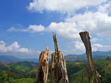 The Shot On The Dry Wood Tree With Green Landscape Background, Nan, Thailand