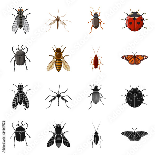 Photographie Isolated object of insect and fly symbol