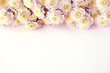 Wall Mural - Chrysanthemum in soft light. Macro. Chrysanthemum flowers on a white background for design. Flowers in purple, yellow and white in spring and summer.