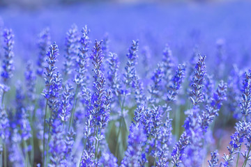  Blue lavender close up