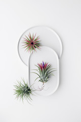 Tillandsia air plant on a white background, creative flat lay minimal gardening concept