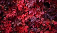 Wild Grapes With Dark Red Leaves Growing Densely On A Wooden Fence In Garden. Autumn Colors. Natural Pattern, Texture, Background, Wallpaper. Nature, Seasons. Panoramic Image