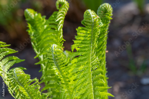 spring bright green fern background