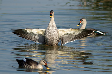 Spot billed duck bird in early morning at river bathing and searching for food in golden light in nature