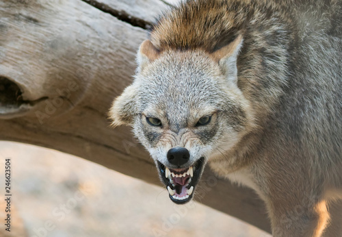 A Golden jackal animal in anger and fight mode in nature. Tableau sur Toile