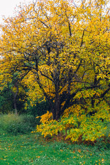 Wall Mural - Autumn landscape. Beautiful colored trees over the hills, glowing in sunlight. wonderful picturesque background. color in nature. gorgeous view.