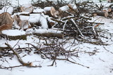 Fototapeta Dmuchawce - cut down an old tree