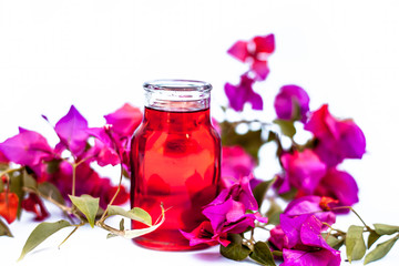  Close up shot of organic extracted oil of Bougainvillea isolated on white in a transparent glass bottle along with raw flowers.