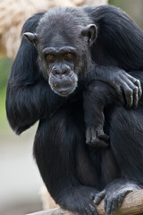  Scimpanzé
