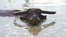 Close-up Water Buffalo Playing Water In The Pond