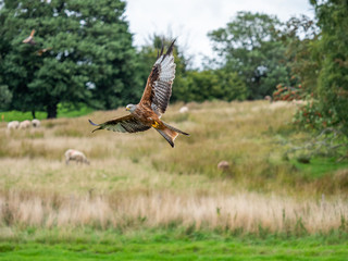 Red Kite ( Milvus milvus )