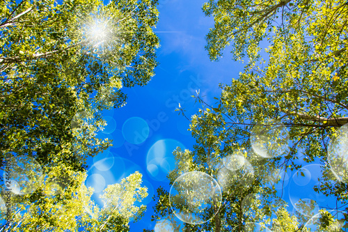 rayos de luz solar entre los arboles